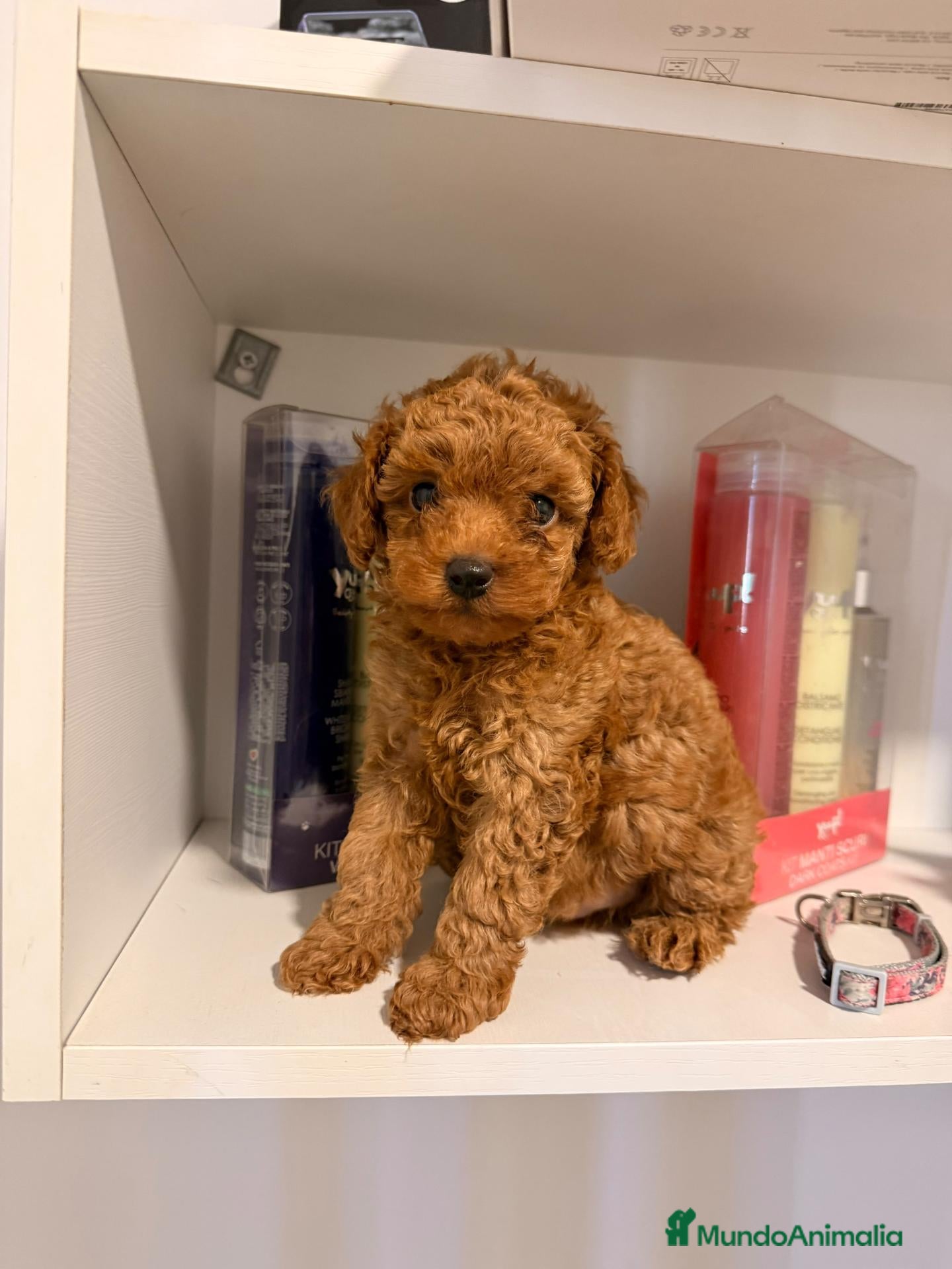 Caniche Toy perros en venta: Caniches toy - Anuncio 28