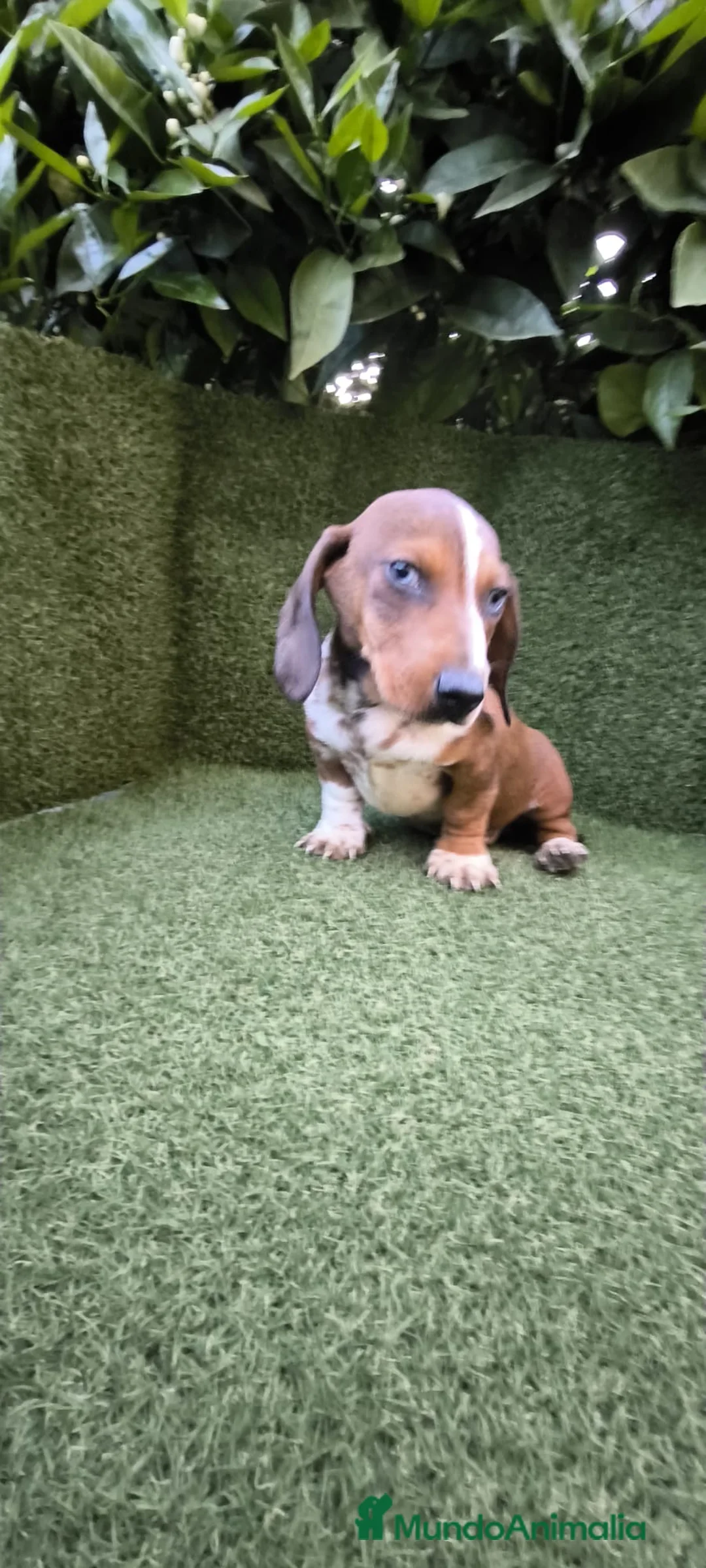 Teckel Miniatura perros en venta: teckel arlequin daple macho - Anuncio 2