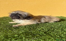 Pekinés perros en venta: Hembra de Pekines Imperial  - Imagen 14