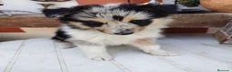 Collie de Pelo Largo perros en venta: Disponible hembra rough collie - Anuncio 1
