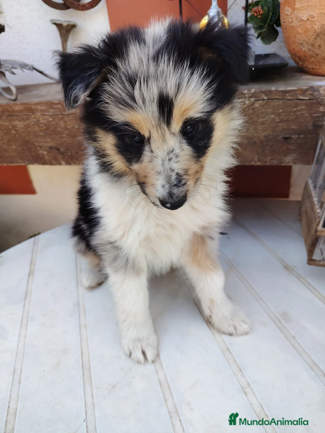 Collie de Pelo Largo perros en venta: Disponible hembra rough collie - Anuncio 1