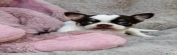 Chihuahua perros en venta: Preciosa Chihuahua 🐾 - Anuncio 5