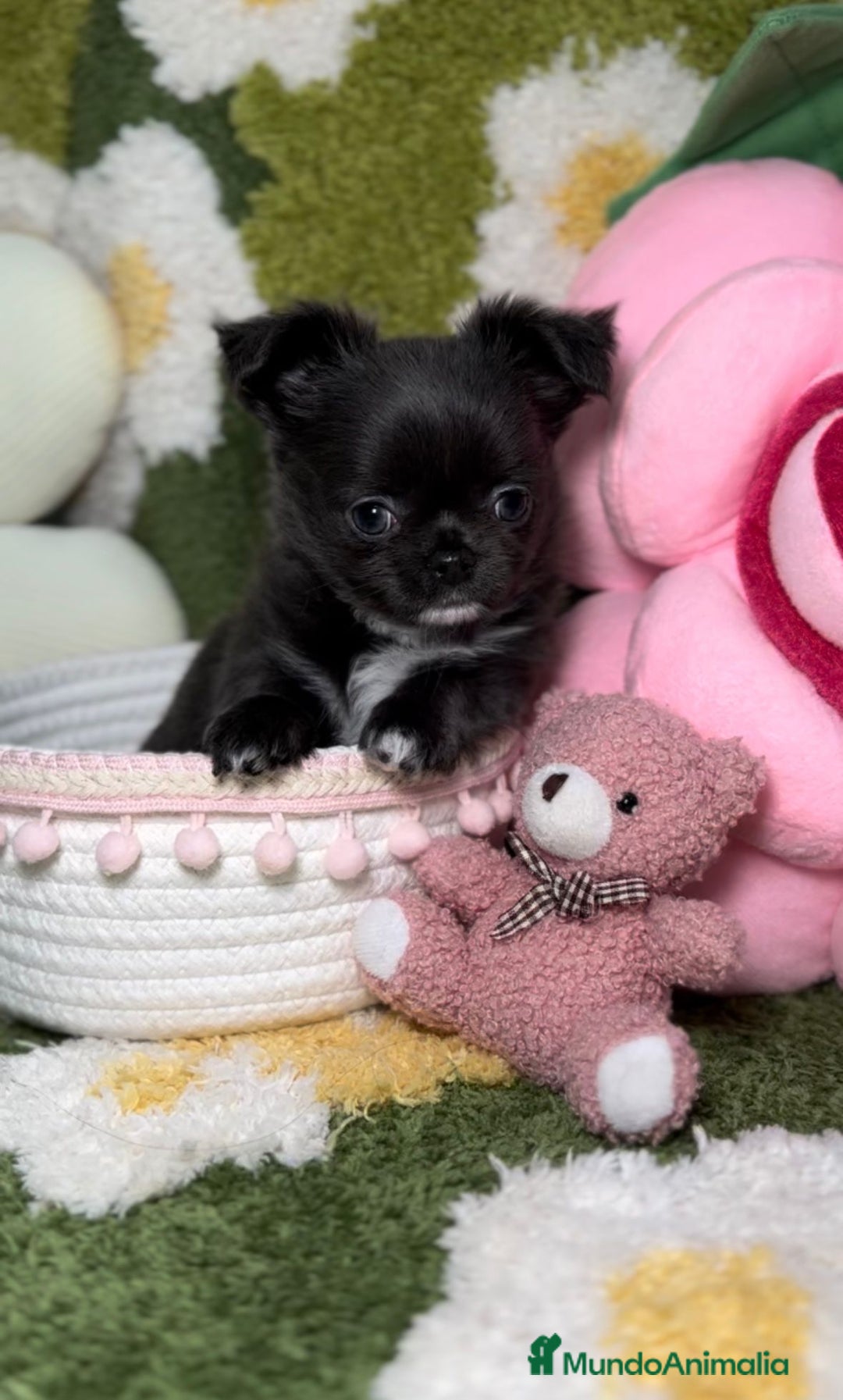 Chihuahua perros en venta: Chihuahua Toy de Pelo Largo Blue Exótico en Madrid - Imagen 3