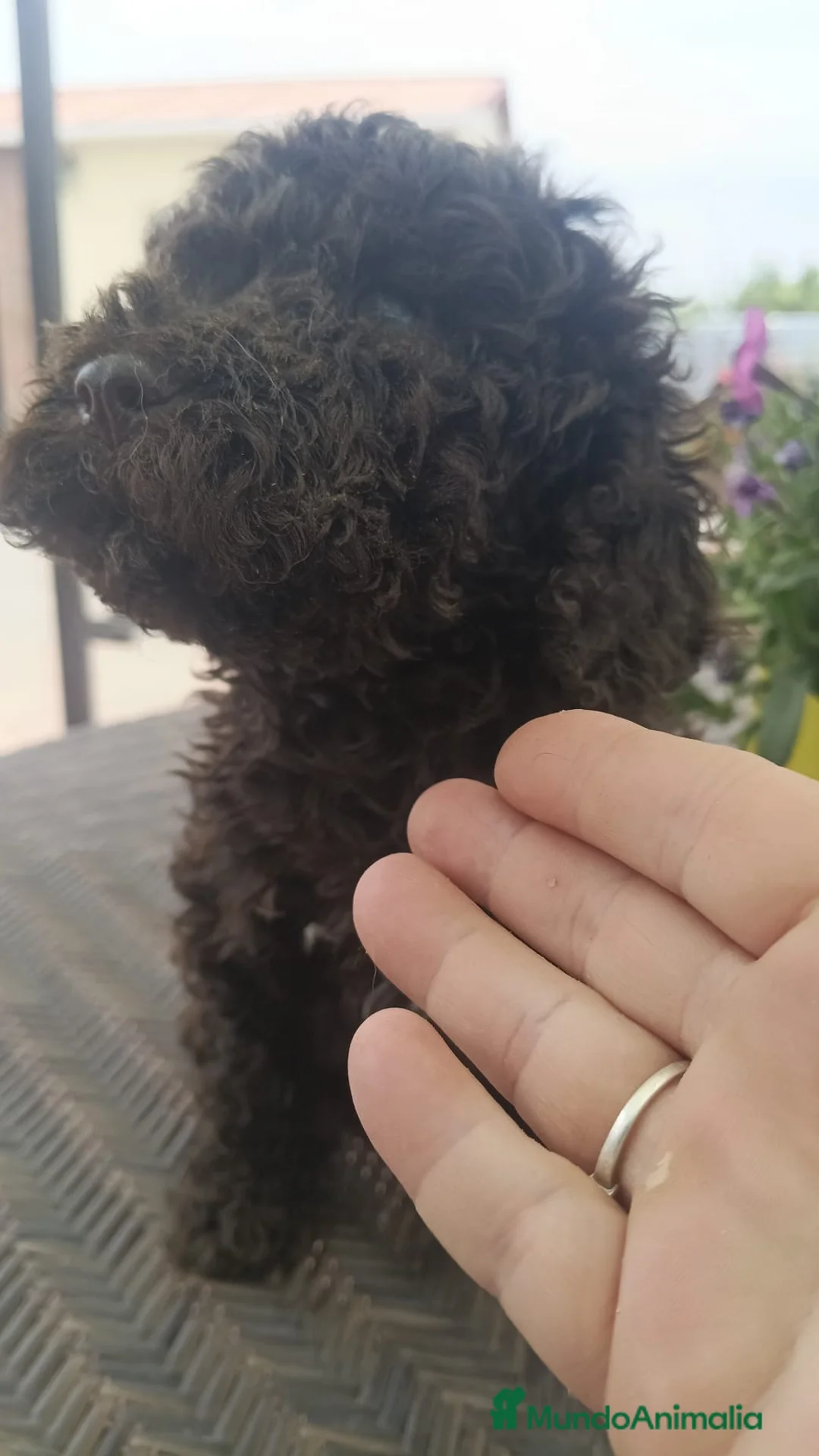 Perro de Agua Español perros en venta: Camada de perros de agua chocolate🐶🐾 - Anuncio 9