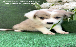 Border Collie perros en venta: BORDER COLLIE DE VILLA BIZNAGA - Imagen 5