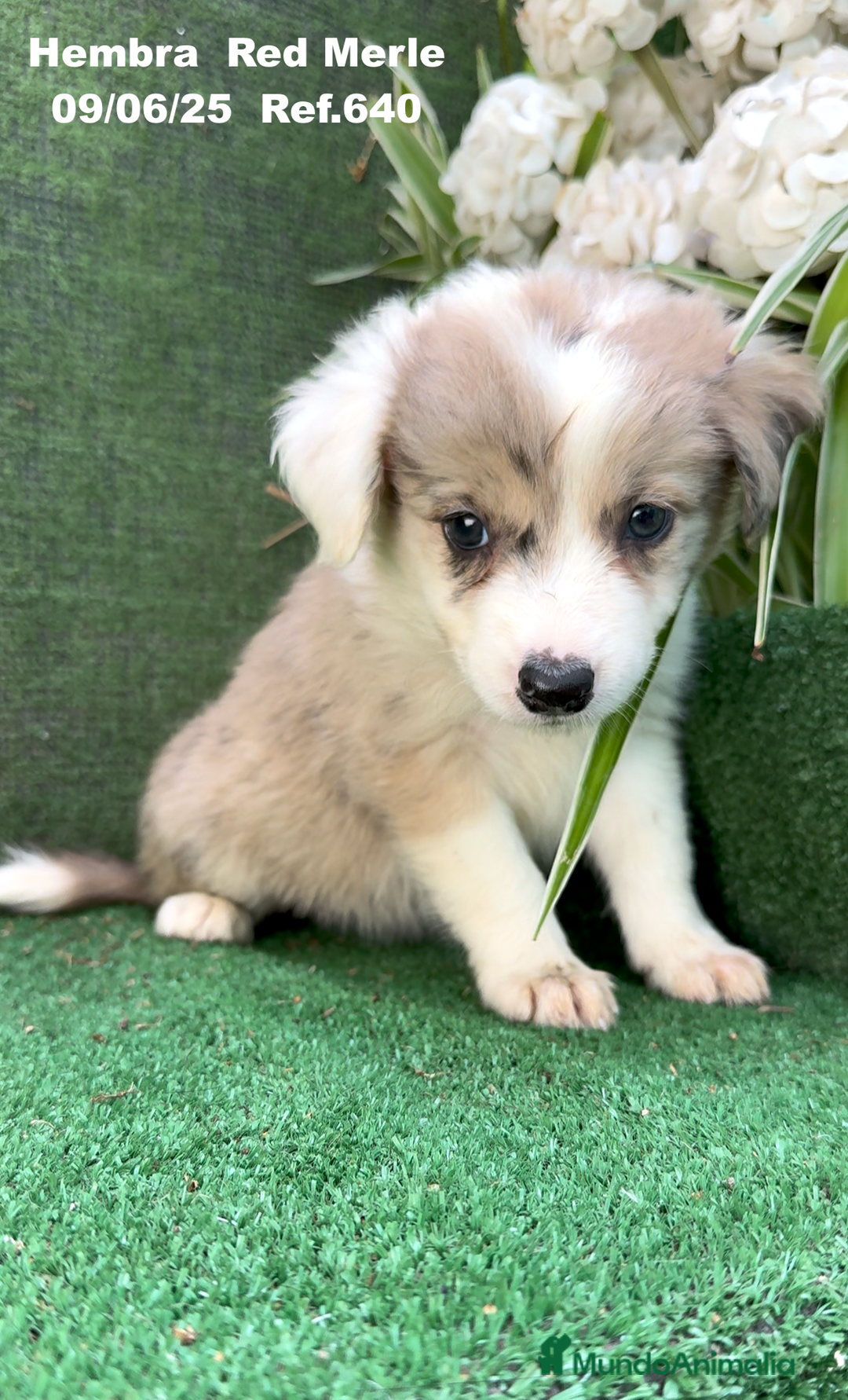 Border Collie perros en venta: BORDER COLLIE DE VILLA BIZNAGA - Imagen 5