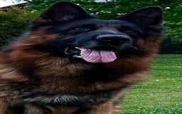 Pastor Alemán perros para monta: Increíble ejemplar de Pastor Alemán  - Imagen 3