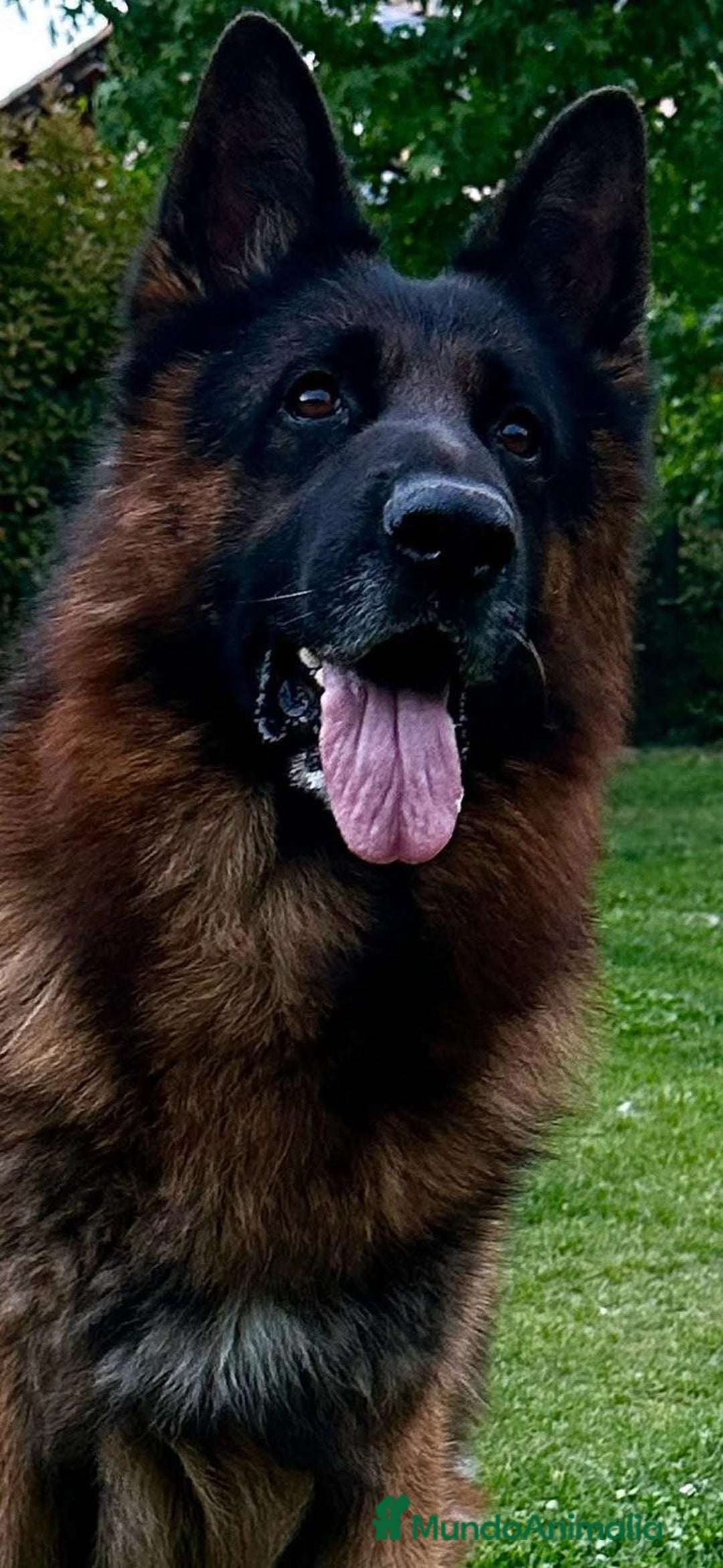 Pastor Alemán perros para monta: Increíble ejemplar de Pastor Alemán  - Imagen 3