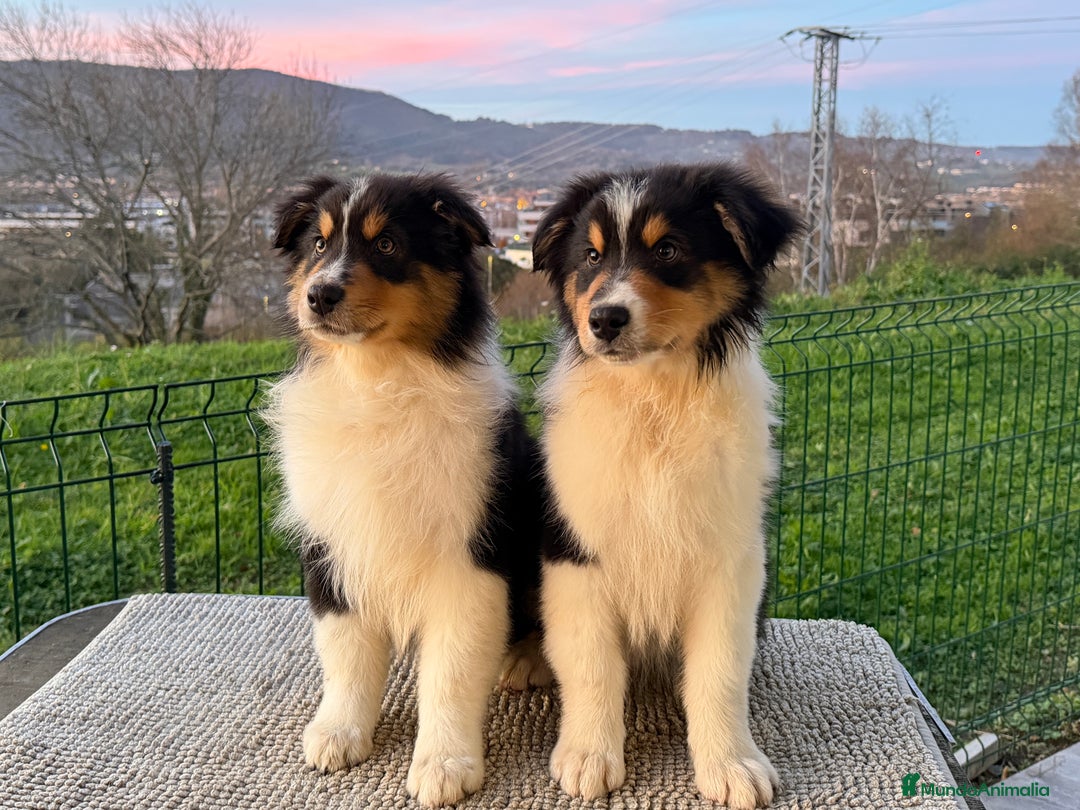 Pastor Australiano perros en venta: Pastor Australiano  - Anuncio 2