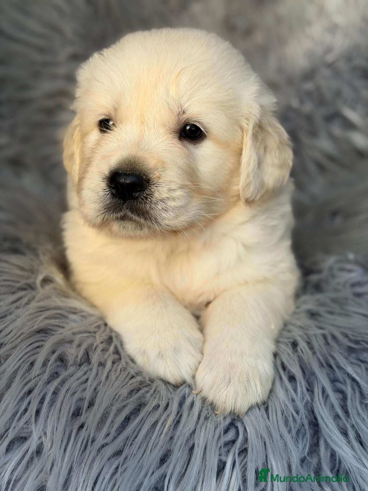 Golden Retriever perros Golden retriever💙 - Anuncio 1