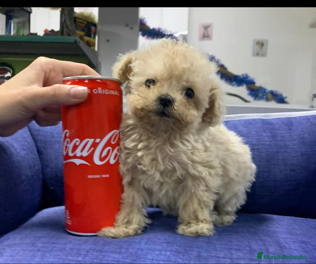 Caniche Toy perros en venta: Caniche toy  - Anuncio 1