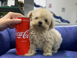 Caniche Toy perros Caniche toy - Anuncio 1