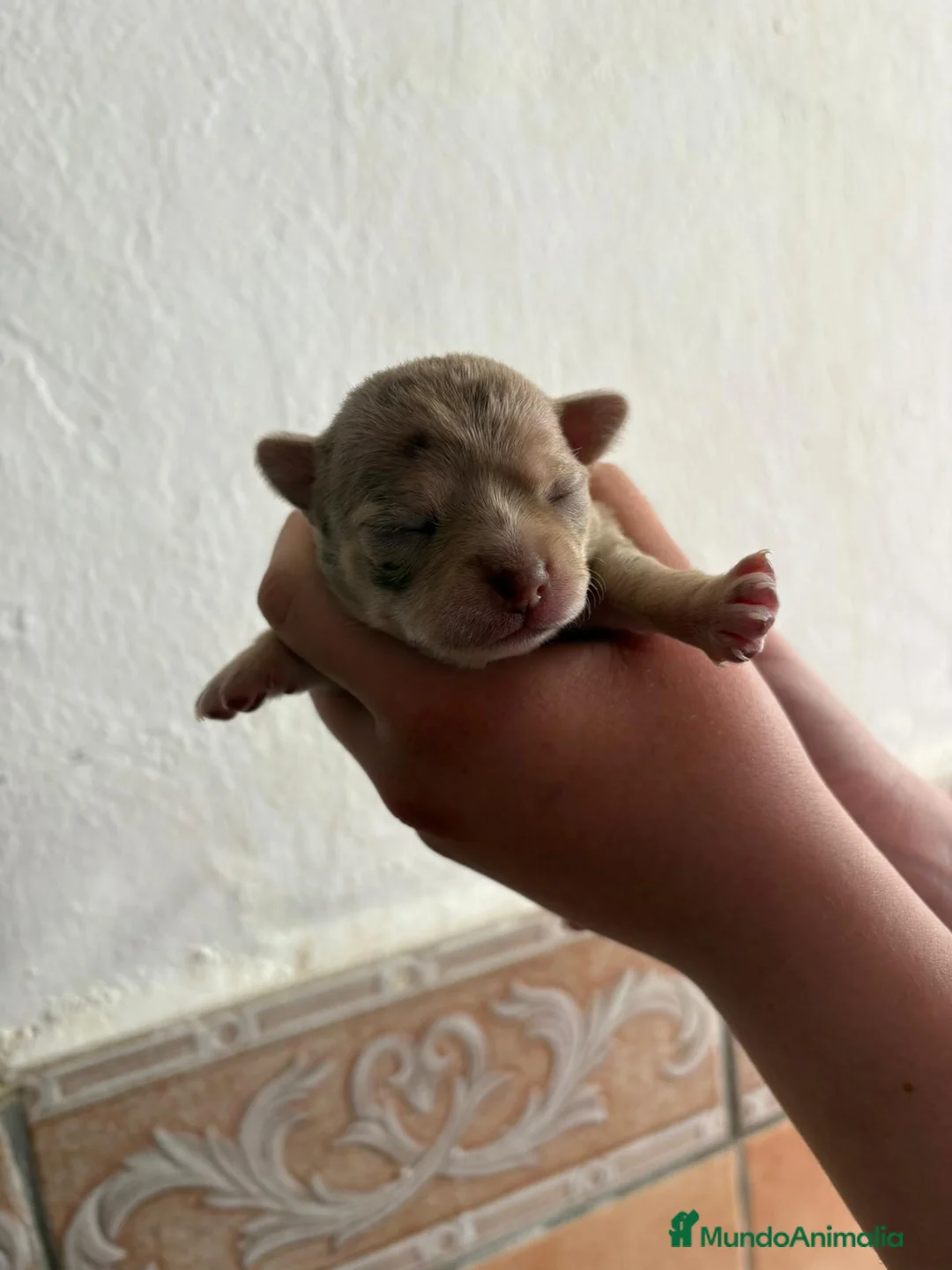 Chihuahua perros en venta: Chihuahuas en Murcia - Anuncio 18