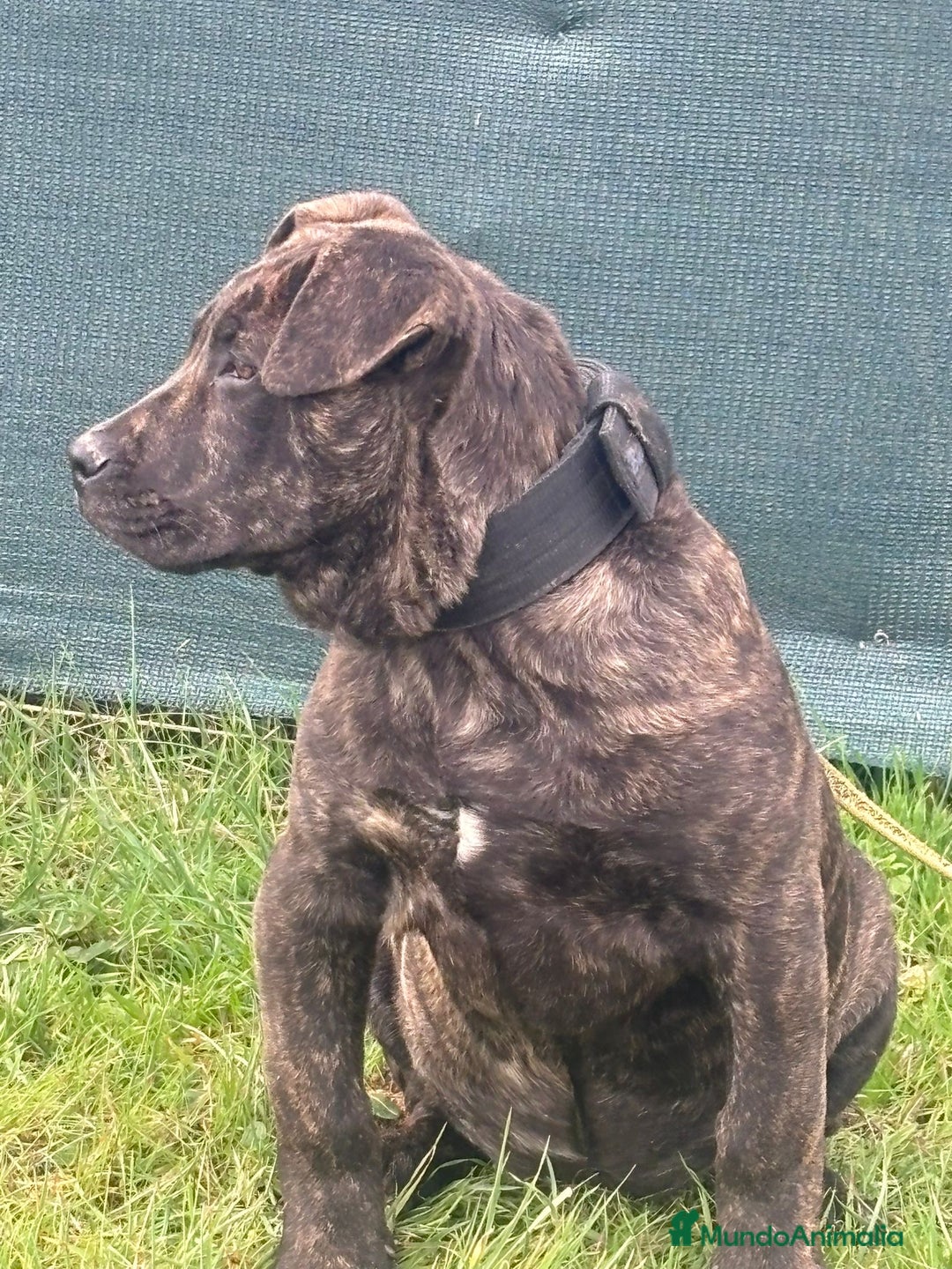 Presa Canario perros en venta: Presa canario de trabajo  - Anuncio 4