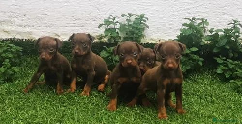 Pinscher Miniatura perros Pinscher miniatura cachorros - Anuncio 9
