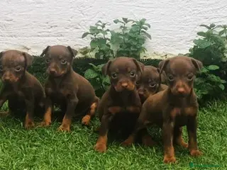 Pinscher Miniatura perros Pinscher miniatura cachorros - Anuncio 28