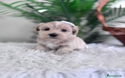 Maltipoo perros en venta: MALTIPOO MACHO - Imagen 5