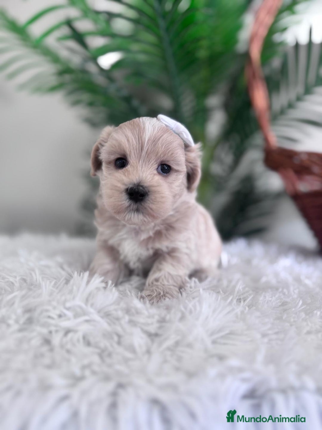 Maltipoo perros en venta: MALTIPOO MACHO - Imagen 5