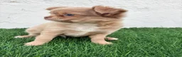 Chihuahua perros en venta: Chihuahua  - Anuncio 10