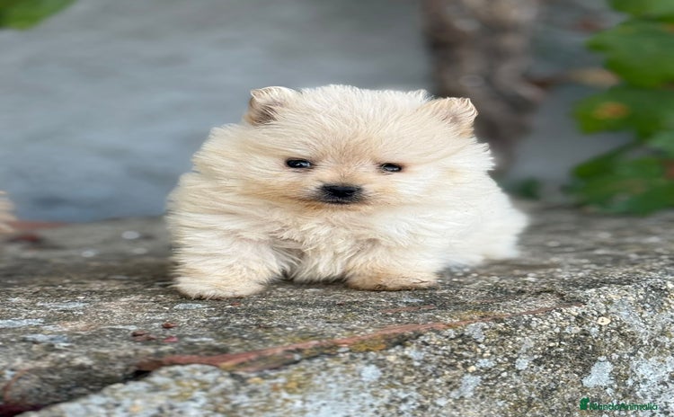 Pomerania perros - Anuncio 11