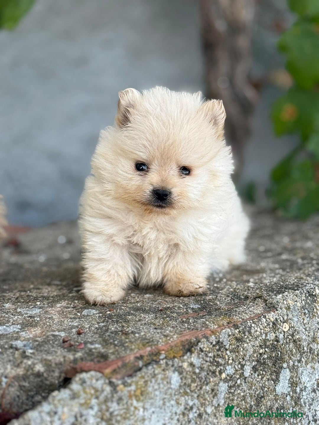 Pomerania perros en venta: LULU DE POMERANIA  - Imagen 1