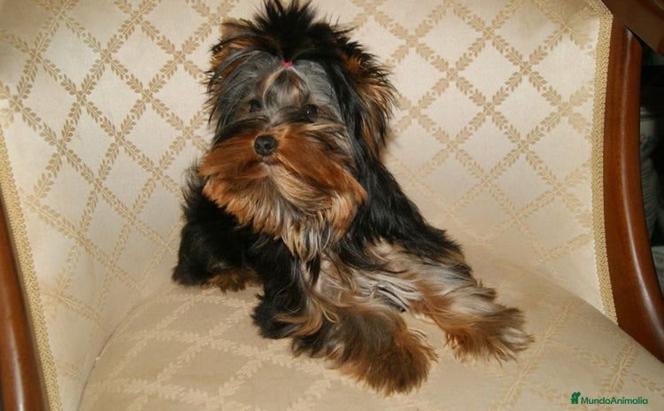 Yorkshire Terrier perros - Propaganda 1
