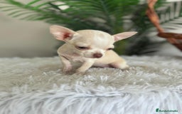 Chihuahua perros en venta: CHIHUAHUA HEMBRA - Imagen 18