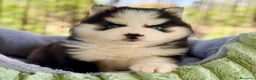 Pomsky perros en venta: Pomsky  - Anuncio 4