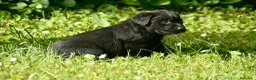 Labrador Retriever perros en venta: Cachorros de Labrador Retriever Negros - Anuncio 34