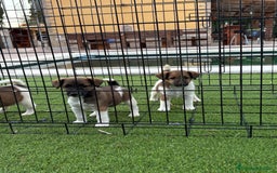 Fox Terrier de Pelo Liso perros en venta: Cachorros fox terrier pelo liso  - Anuncio 2