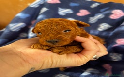 Caniche Toy perros en venta: Caniches mini toy tacita de té  - Imagen 9