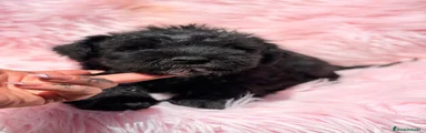 Schnauzer Miniatura 1