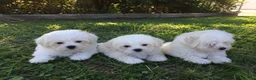 Bichón Maltés perros en venta: Preciosos Bichón Maltés machitos disponibles! ✨🐶 - Anuncio 1