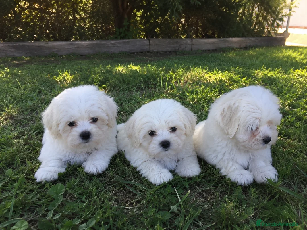 Bichón Maltés perros en venta: Preciosos Bichón Maltés machitos disponibles! ✨🐶 - Anuncio 1