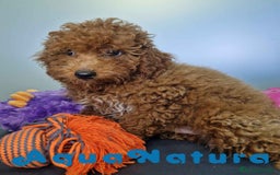 Caniche Enano perros en venta: Caniche Macho CJJM 4455 AQUANATURA - Imagen 5