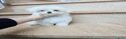 Bichón Maltés perros en venta: Cachorro de Bichón Maltés coreano  en Barcelona - Anuncio 5
