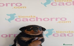 Rottweiler perros en venta: ROTTWEILER - Imagen 1
