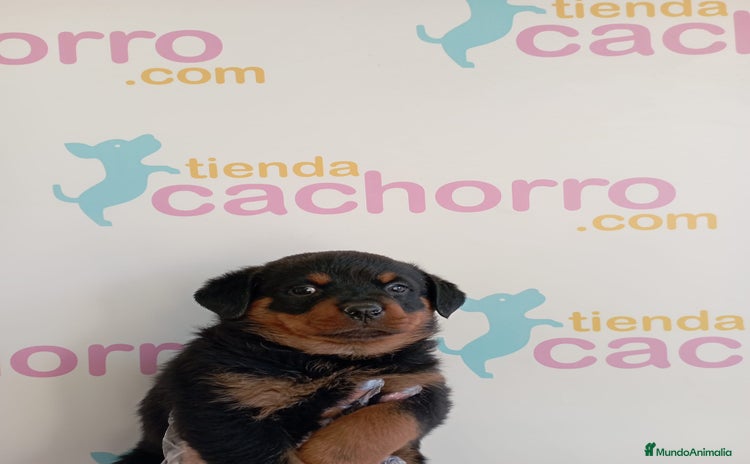 Rottweiler perros en venta - Propaganda 3