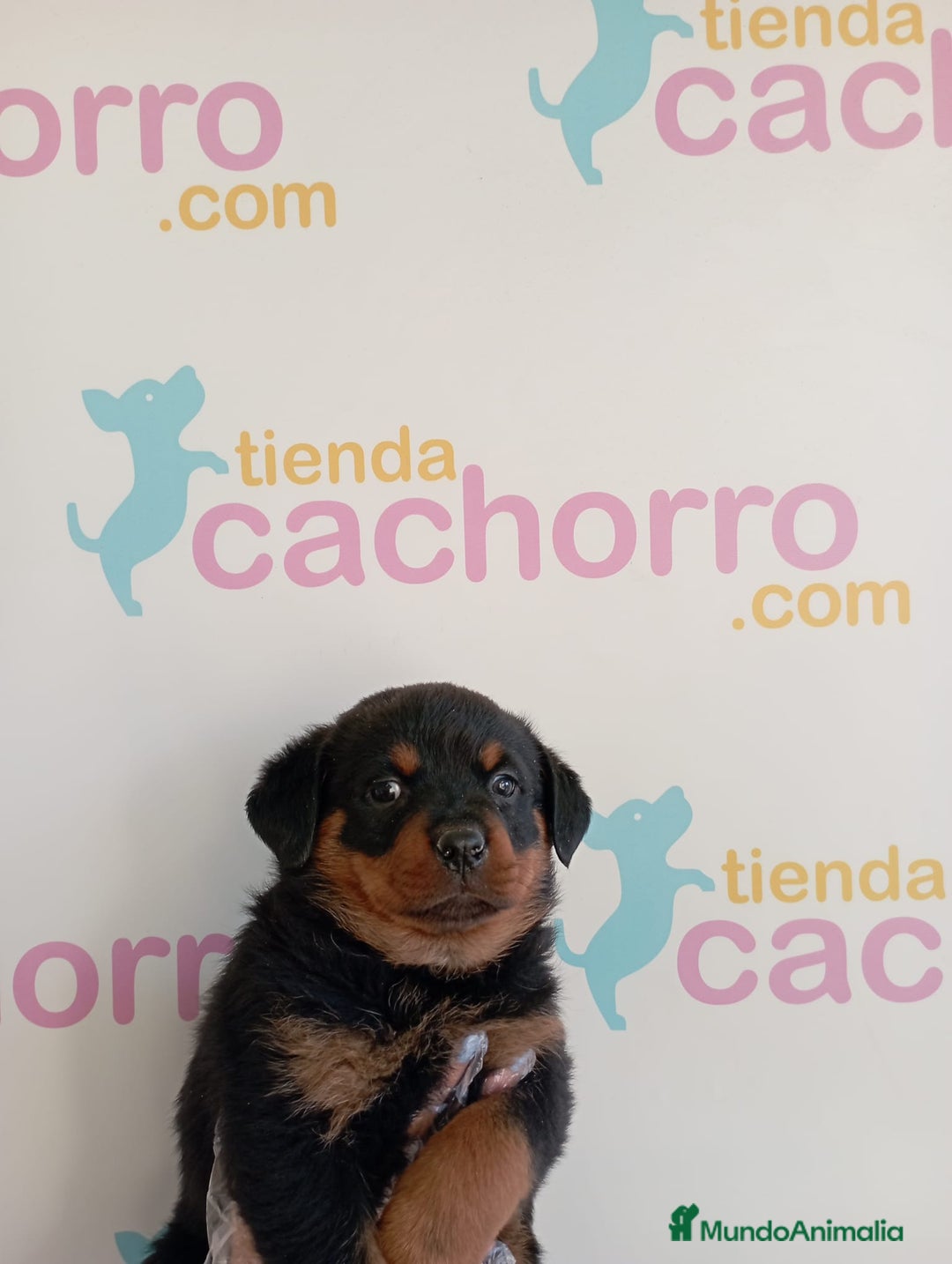 Rottweiler perros en venta: ROTTWEILER - Imagen 1
