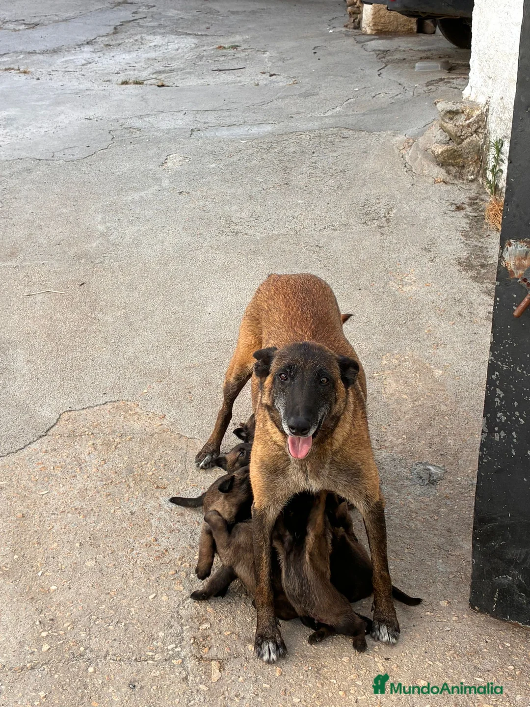 Pastor Belga Malinois perros en venta: PASTOR BELGA MALINOIS - Anuncio 9