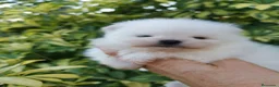 Pomerania perros en venta: Macho muy chato de pomerania  - Anuncio 7
