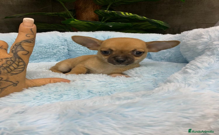 Chihuahua perros - Anuncio 1