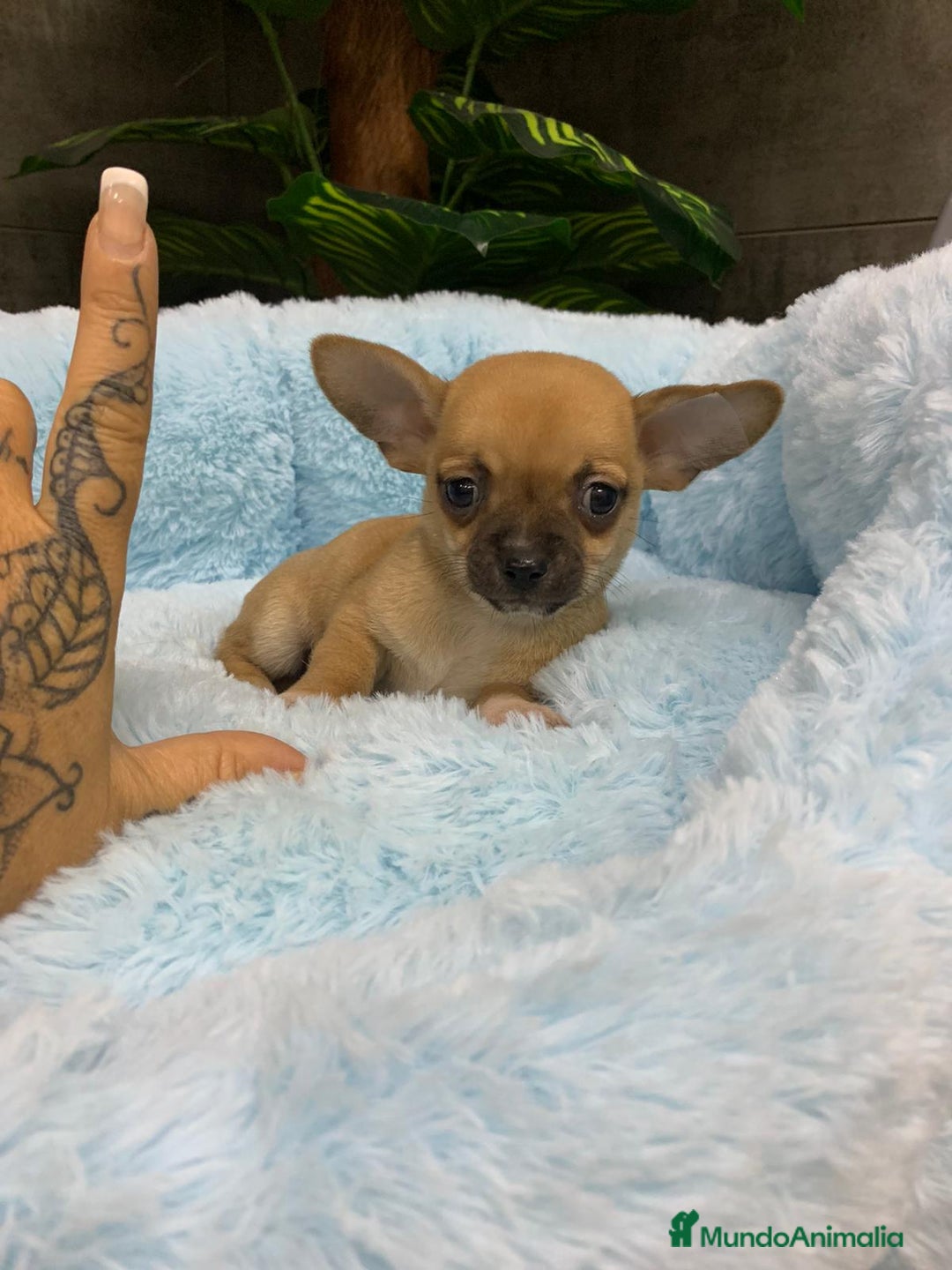 Chihuahua perros en venta: Chihuahua mini - Imagen 1