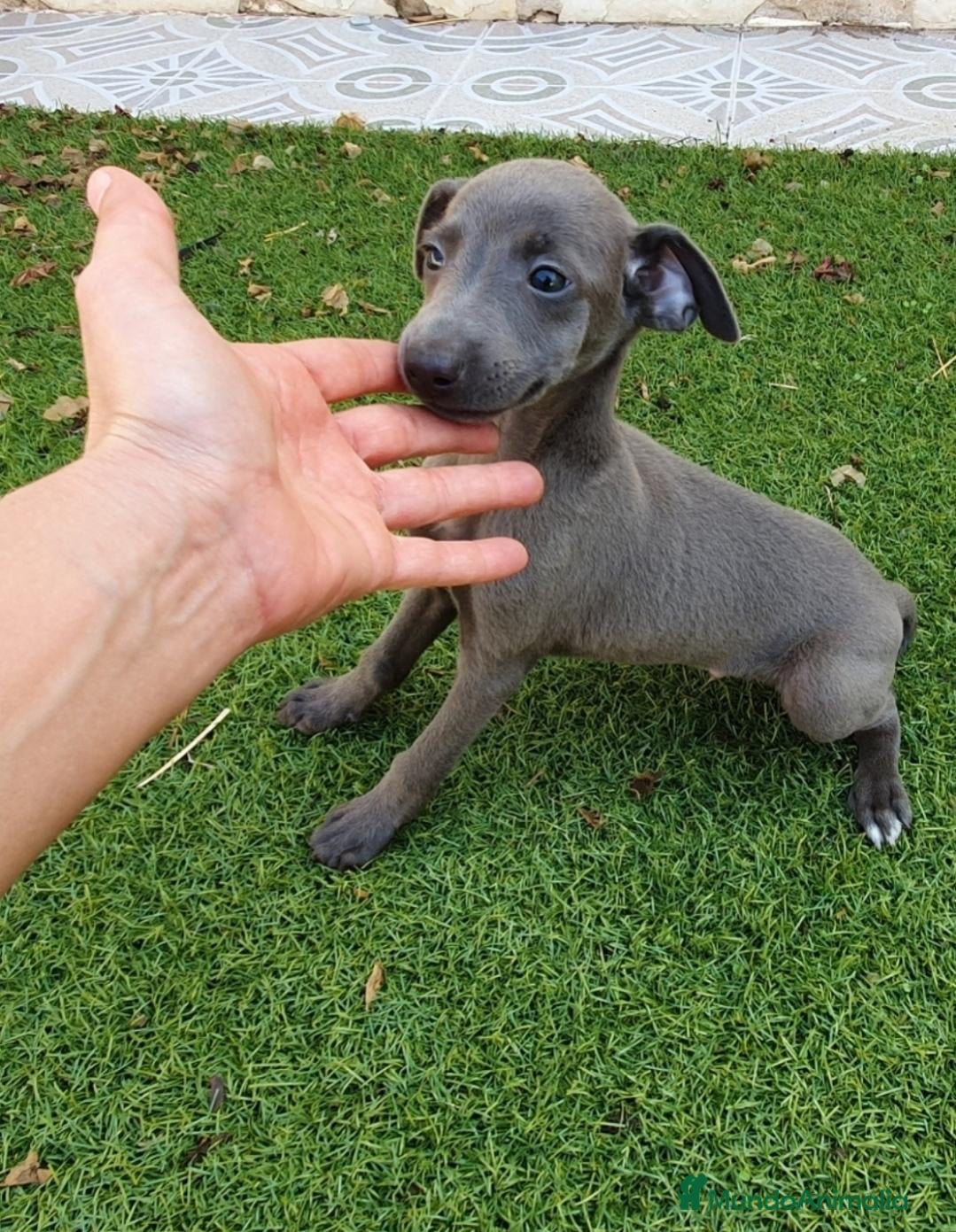 Pequeño Lebrel Italiano perros Galgos Italianos Blue  - Anuncio 1