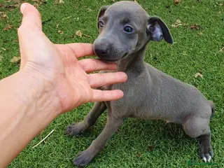 Pequeño Lebrel Italiano perros Galgos Italianos Blue - Anuncio 1