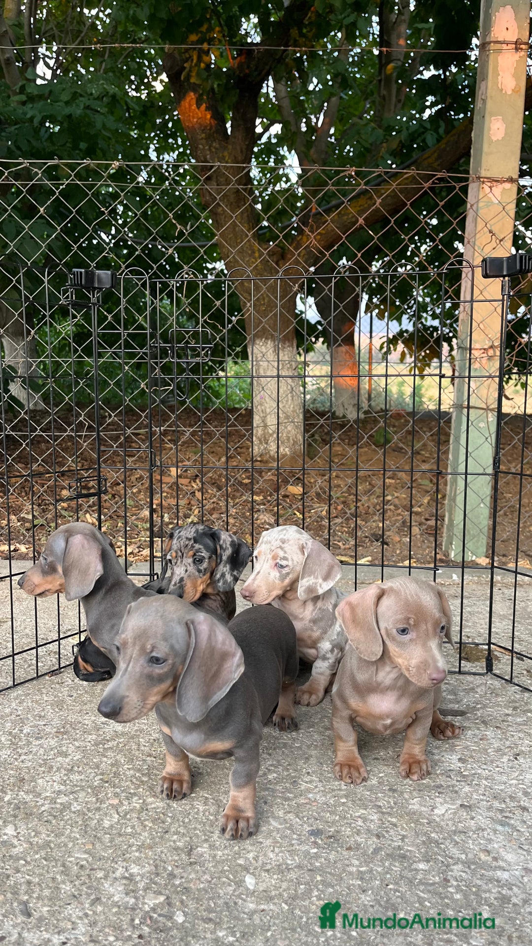 Teckel perros en venta: Camada de Teckel capa exótica  - Imagen 8