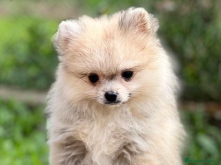 Pomerania perros en Barcelona - Anuncio 3