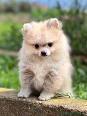 Pomerania perros en Barcelona - Anuncio 3