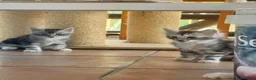 Maine Coon gatos en venta: Preciosa camada de cachorros Maine coon  - Anuncio 8