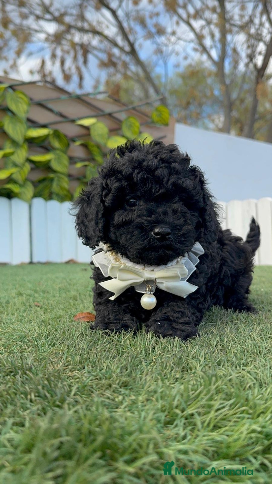 Caniche Toy perros en venta: CANICHE TOY MACHO - Anuncio 2